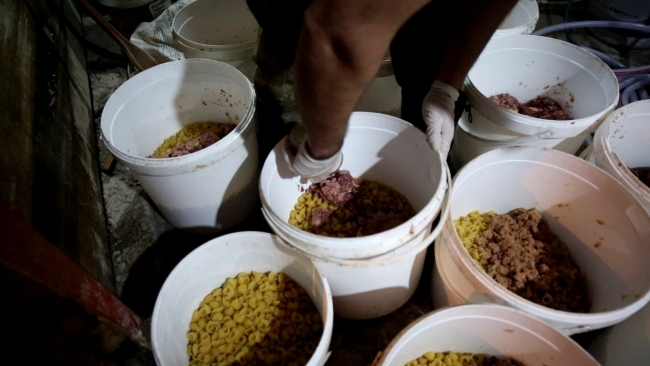 Köpeklerin yolunu gözlediği topluluk: Huysuz İhtiyar